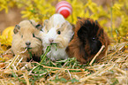 guinea pigs