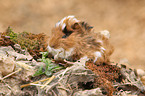 guinea pig