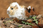 guinea pigs