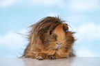 longhaired guinea pig