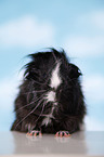 longhaired guinea pig