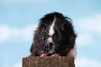 longhaired guinea pig