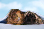 longhaired guinea pig