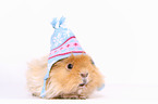 long-haired guinea pig