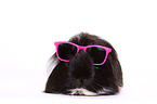 long-haired guinea pig