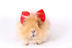 long-haired guinea pig