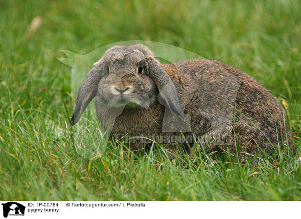 Widder Kaninchen / pygmy bunny / IP-00784