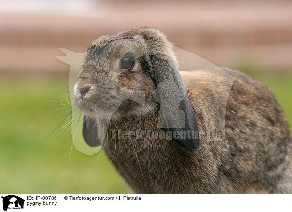 Widder Kaninchen / pygmy bunny / IP-00786