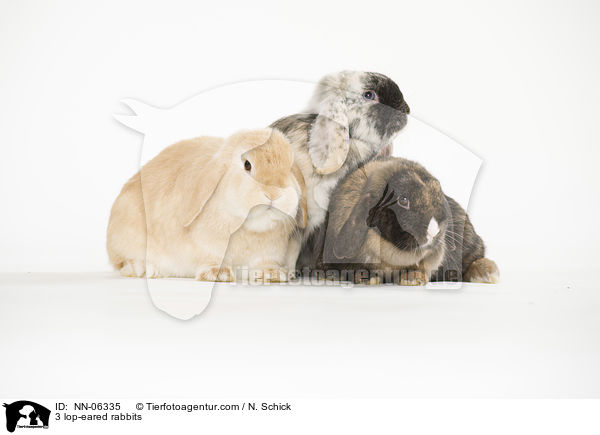 3 Widderkaninchen / 3 lop-eared rabbits / NN-06335