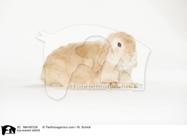 Widderkaninchen / lop-eared rabbit / NN-06338