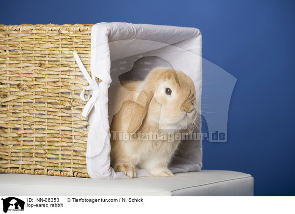 Widderkaninchen / lop-eared rabbit / NN-06353