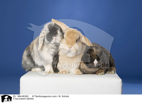 3 Widderkaninchen / 3 lop-eared rabbits / NN-06362