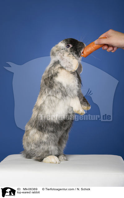 Widderkaninchen / lop-eared rabbit / NN-06369