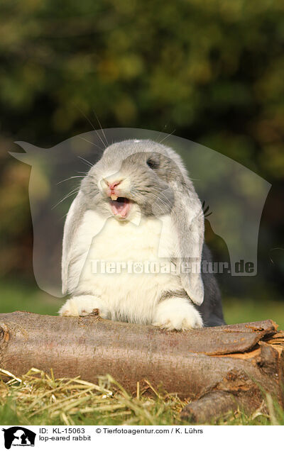 lop-eared rabbit / KL-15063