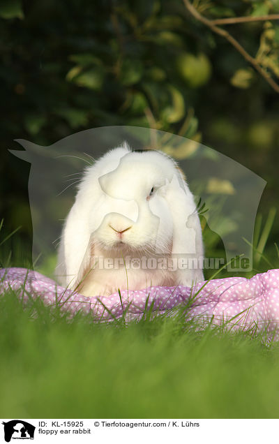 floppy ear rabbit / KL-15925
