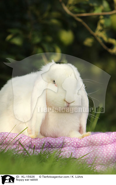 Widderkaninchen / floppy ear rabbit / KL-15926