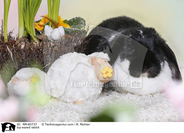 Widder Kaninchen / lop-eared rabbit / RR-80737