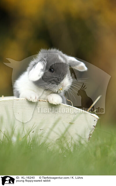 junges Widderkaninchen / young floppy-eared rabbit / KL-16240