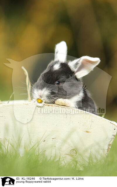 junges Widderkaninchen / young floppy-eared rabbit / KL-16246