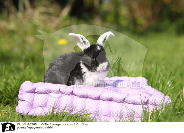junges Widderkaninchen / young floppy-eared rabbit / KL-16265