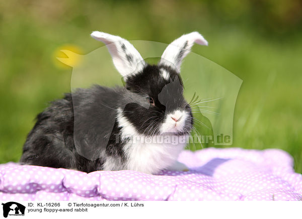 junges Widderkaninchen / young floppy-eared rabbit / KL-16266