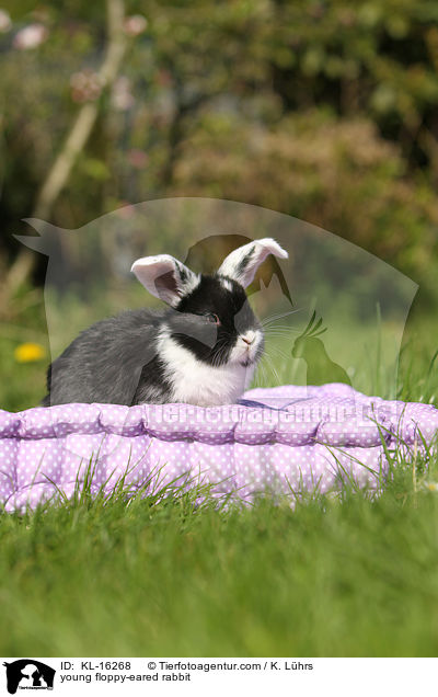 junges Widderkaninchen / young floppy-eared rabbit / KL-16268