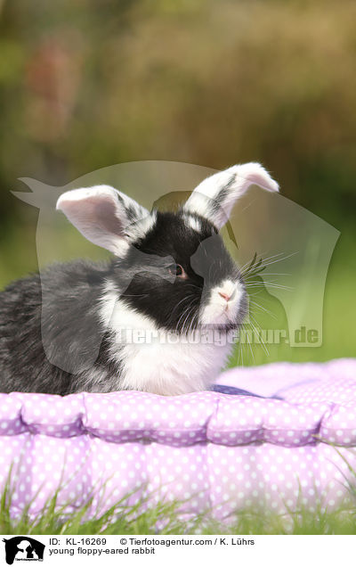 junges Widderkaninchen / young floppy-eared rabbit / KL-16269