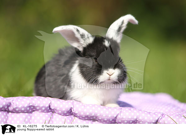 junges Widderkaninchen / young floppy-eared rabbit / KL-16275