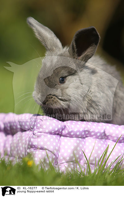 junges Widderkaninchen / young floppy-eared rabbit / KL-16277