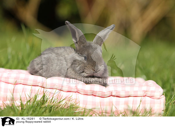 junges Widderkaninchen / young floppy-eared rabbit / KL-16281