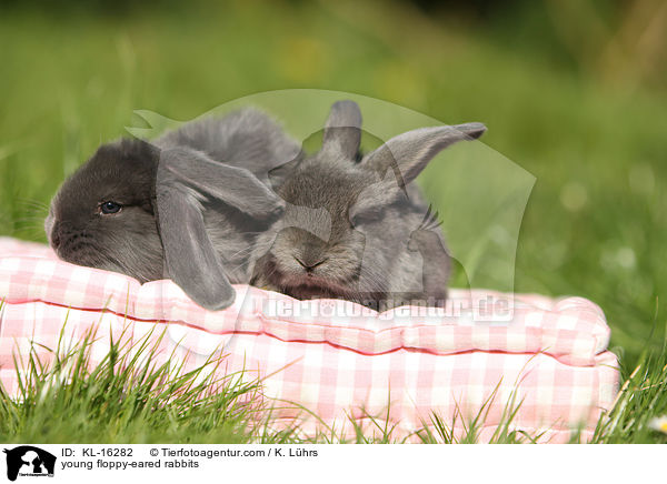 junge Widderkaninchen / young floppy-eared rabbits / KL-16282