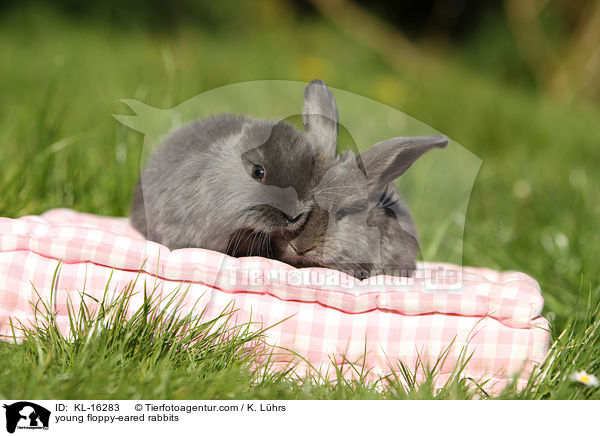 junge Widderkaninchen / young floppy-eared rabbits / KL-16283
