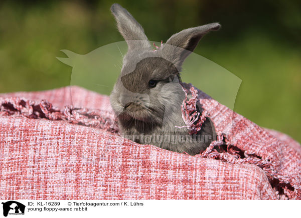 junges Widderkaninchen / young floppy-eared rabbit / KL-16289