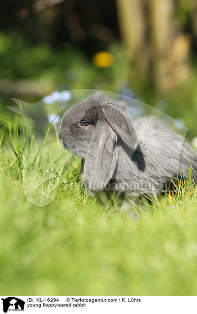 junges Widderkaninchen / young floppy-eared rabbit / KL-16294