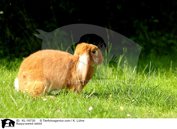 Widderkaninchen / floppy-eared rabbit / KL-16730