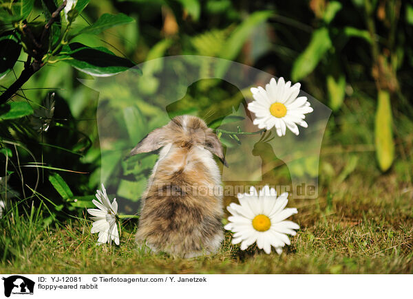 Widderkaninchen / floppy-eared rabbit / YJ-12081