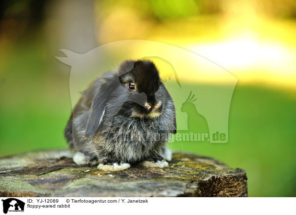 floppy-eared rabbit / YJ-12089