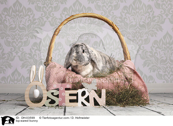 Widderkaninchen / lop-eared bunny / DH-03599