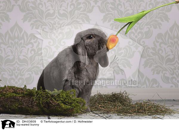 Widderkaninchen / lop-eared bunny / DH-03609