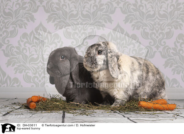 Widderkaninchen / lop-eared bunny / DH-03611