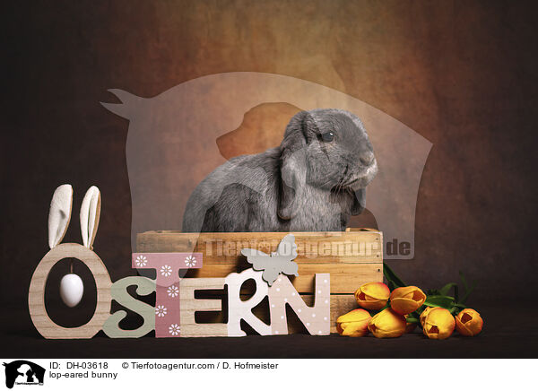 Widderkaninchen / lop-eared bunny / DH-03618