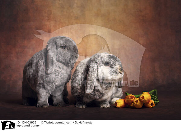 Widderkaninchen / lop-eared bunny / DH-03622