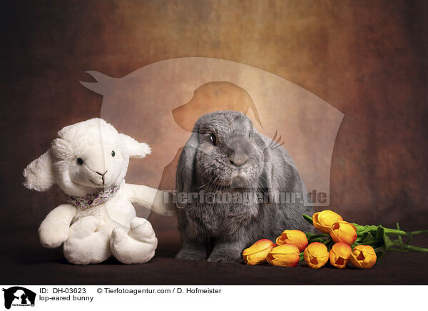 Widderkaninchen / lop-eared bunny / DH-03623