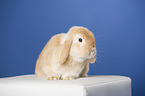 lop-eared rabbit