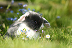 young floppy-eared rabbit