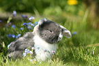 young floppy-eared rabbit