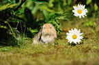 floppy-eared rabbit