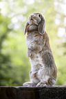 Lop Rabbit