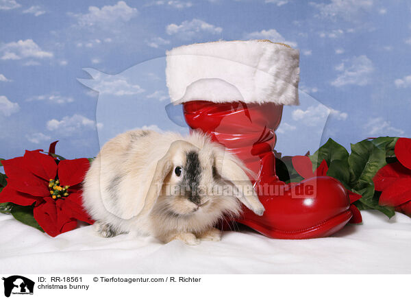 christmas bunny / RR-18561