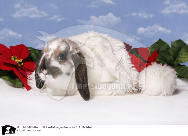 Weihnachtskaninchen / christmas bunny / RR-18564